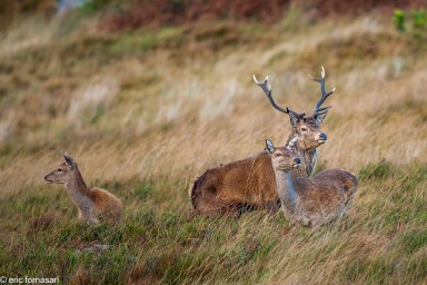 BRAME DU CERF / ILE DE JURA / ECOSSE