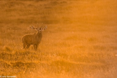 brâme-du-cerf---écosse-10-octobre-2013-2367.jpg