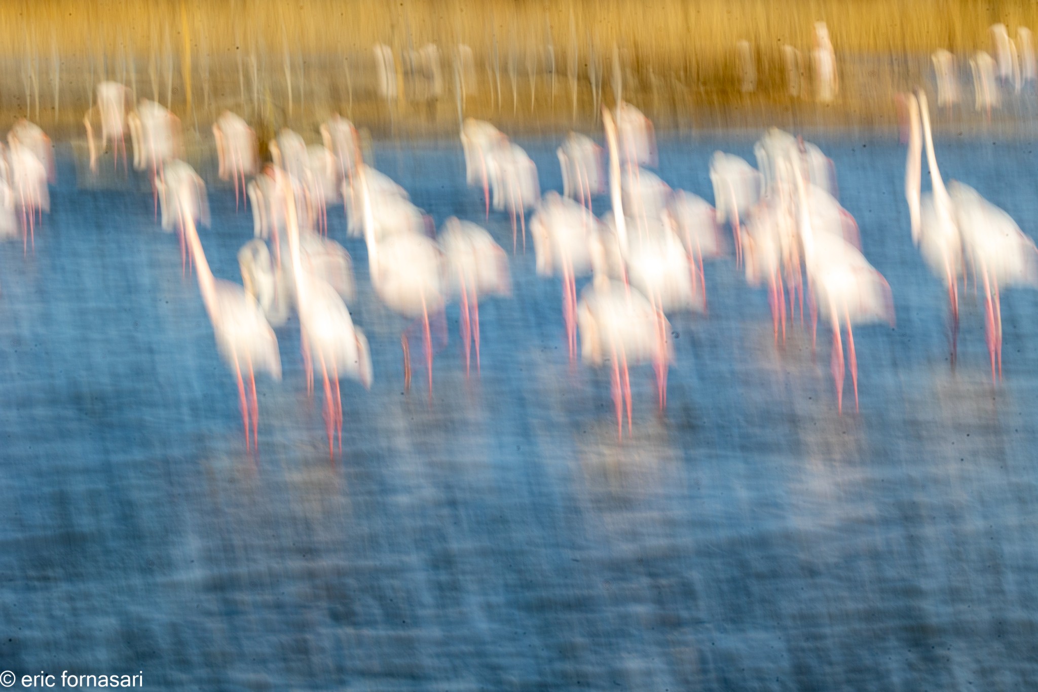 Camargue-février-2024-15-19-février-2024-1.jpg