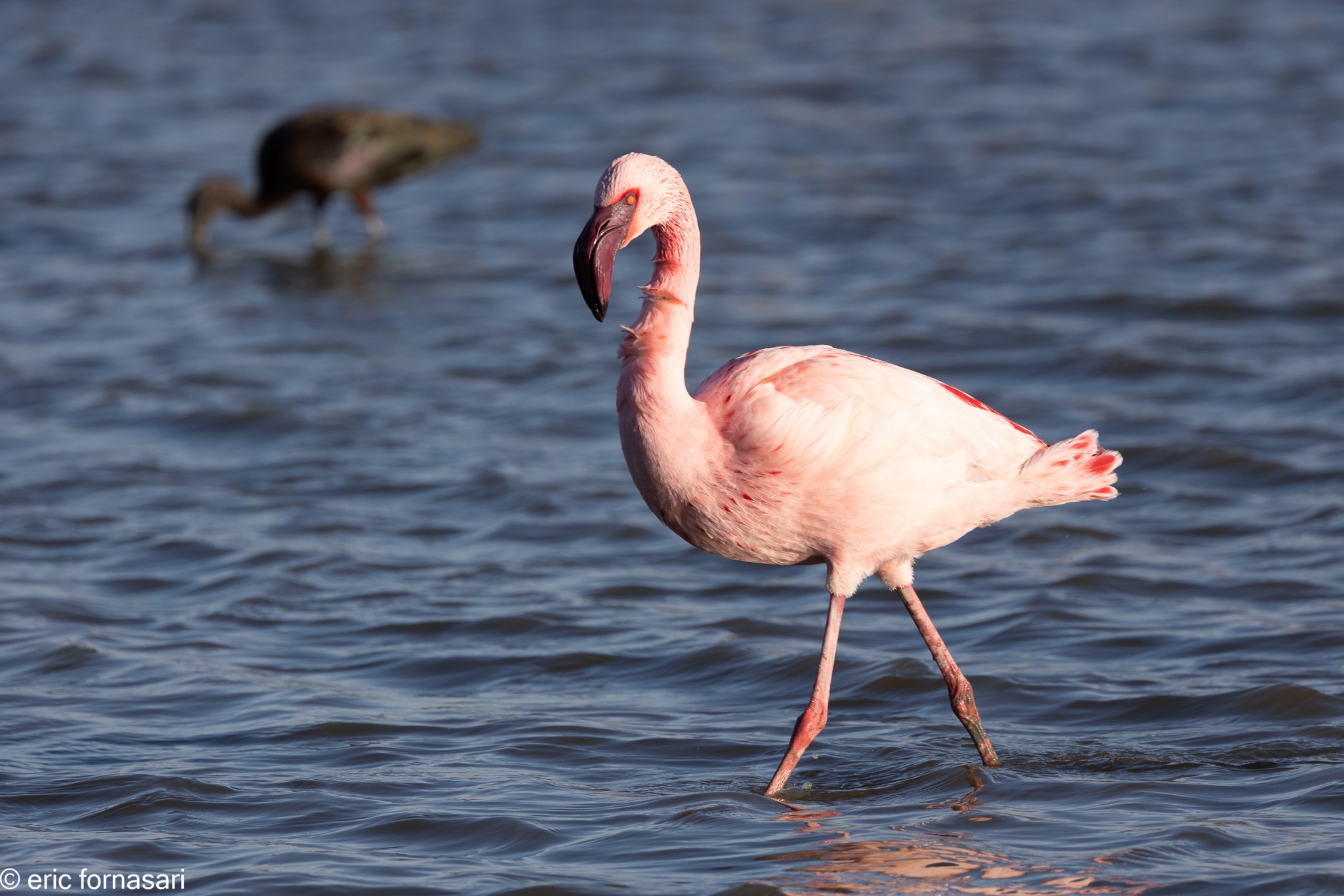 Camargue-février-2024-23-19-février-2024-1.jpg
