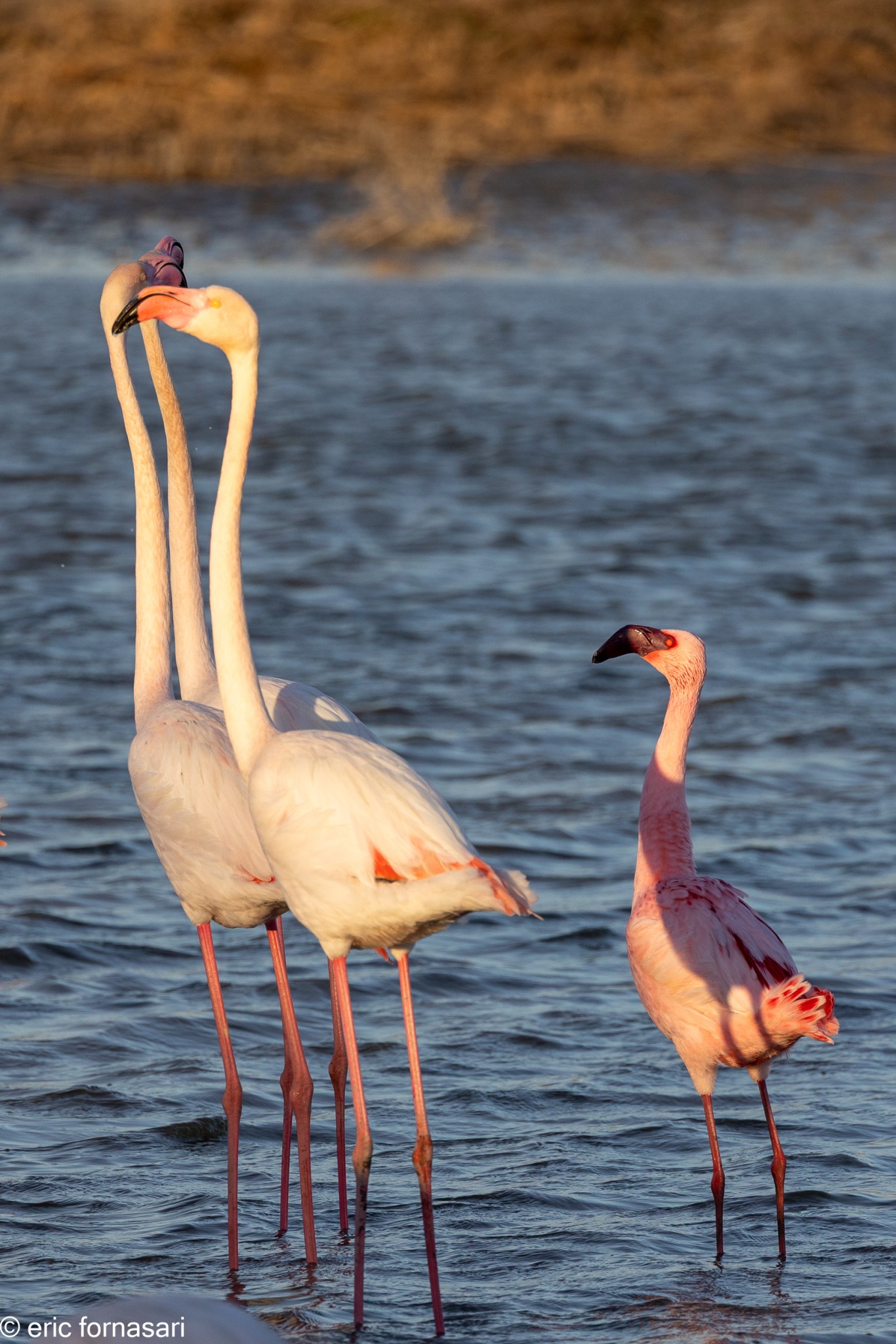 Camargue-février-2024-48-19-février-2024-1.jpg