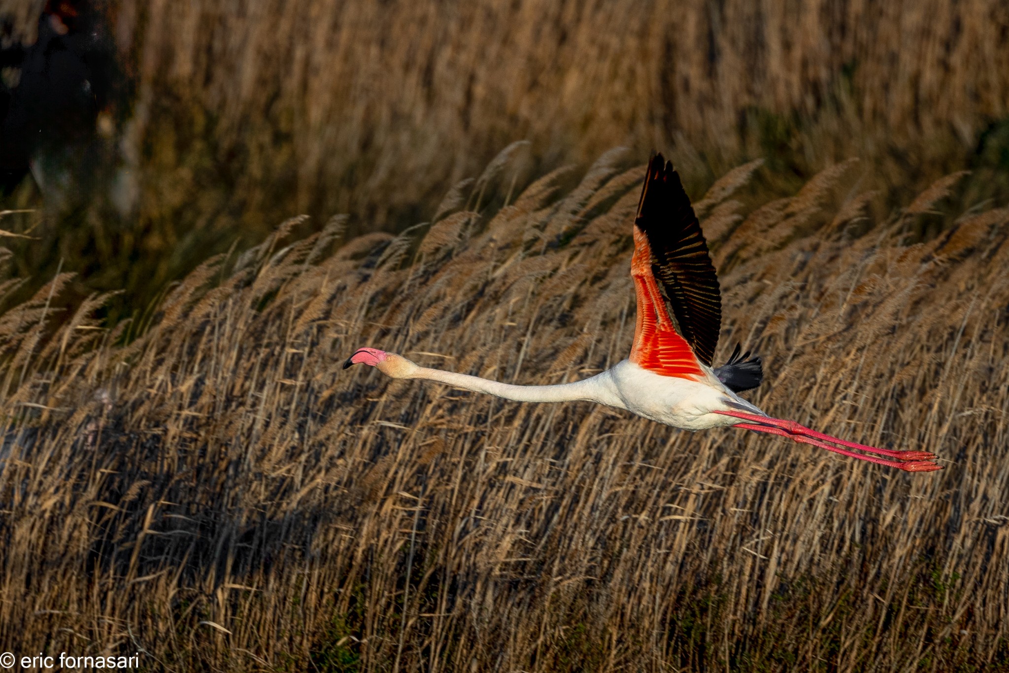 Camargue-février-2024-57-19-février-2024-1.jpg