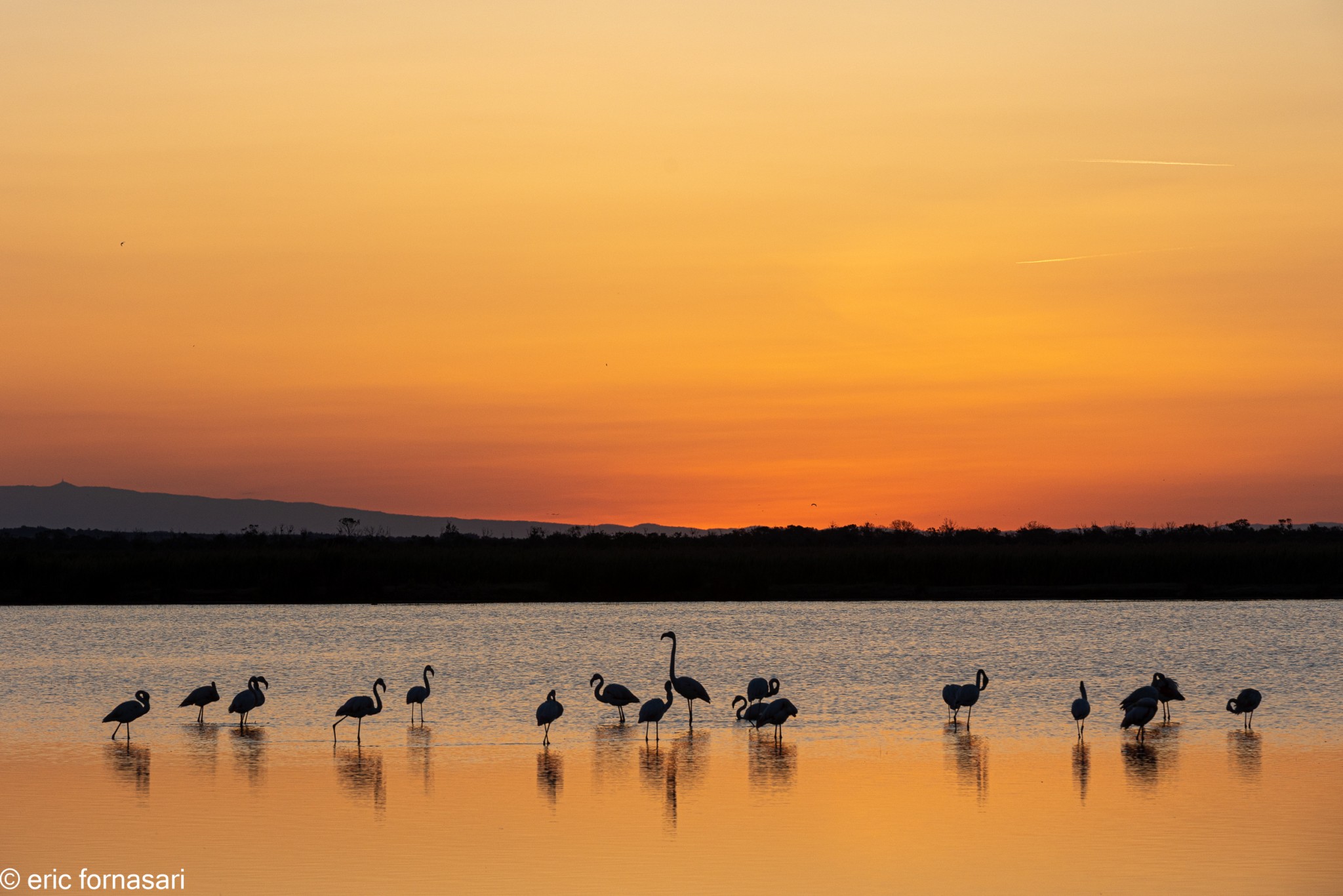 Flamants-roses-21-26-mai-2022-4.jpg