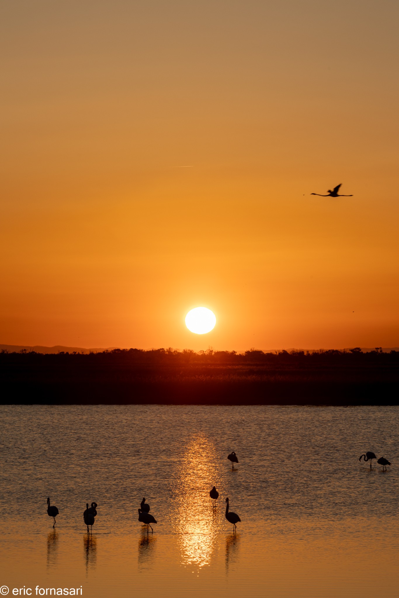 Flamants-roses-50-26-mai-2022-6.jpg