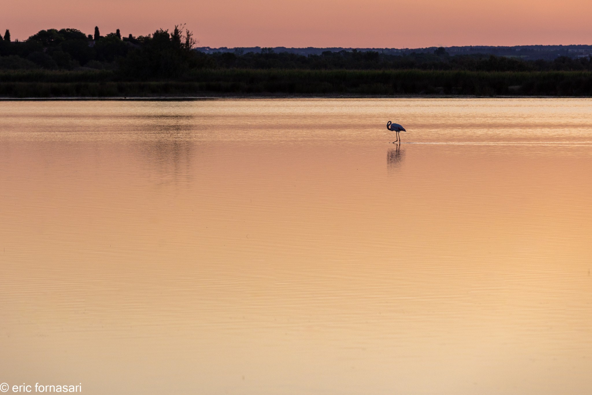 Flamants-roses-7-26-mai-2022-1.jpg