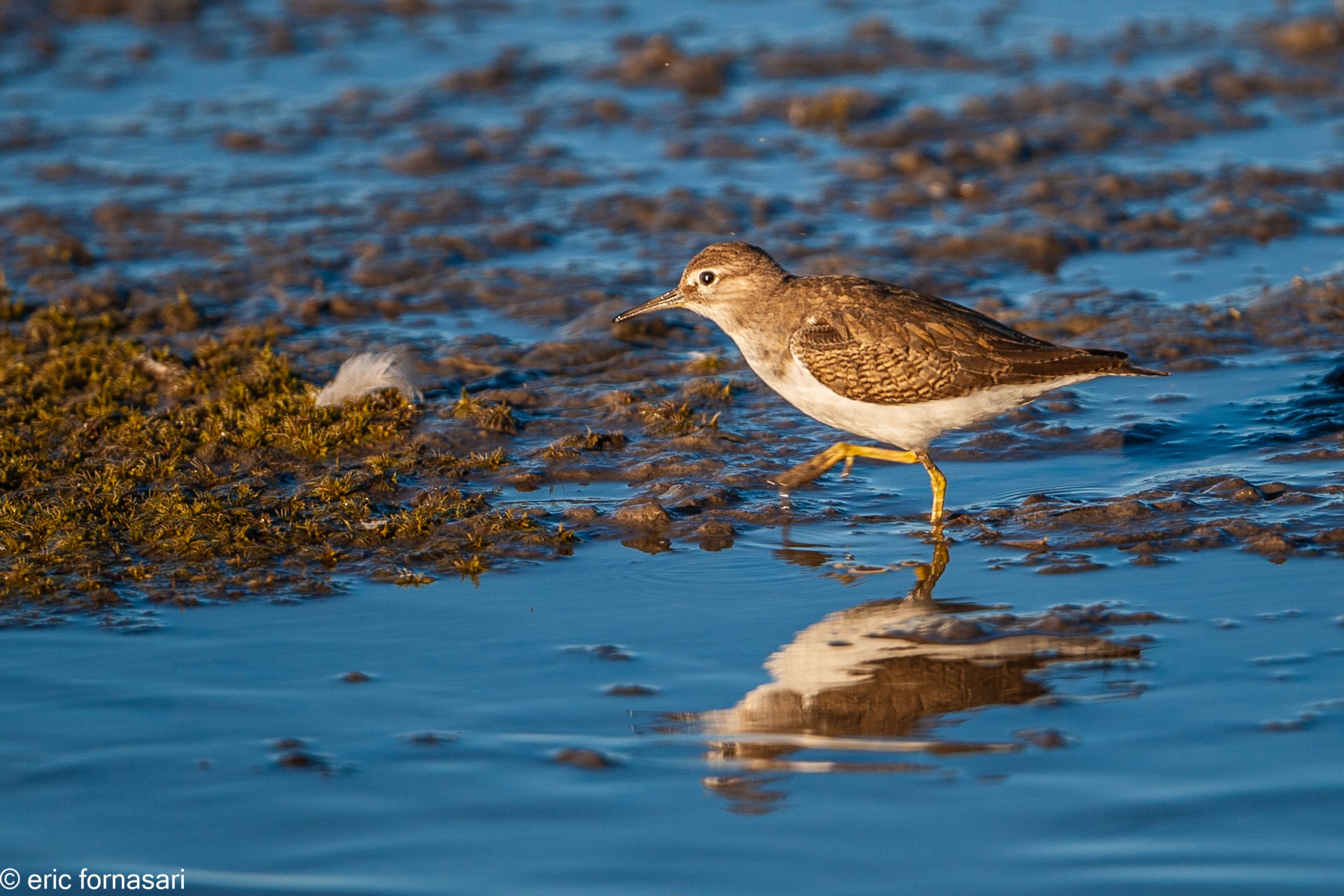 camargue--05-09-2011_208-1.jpg