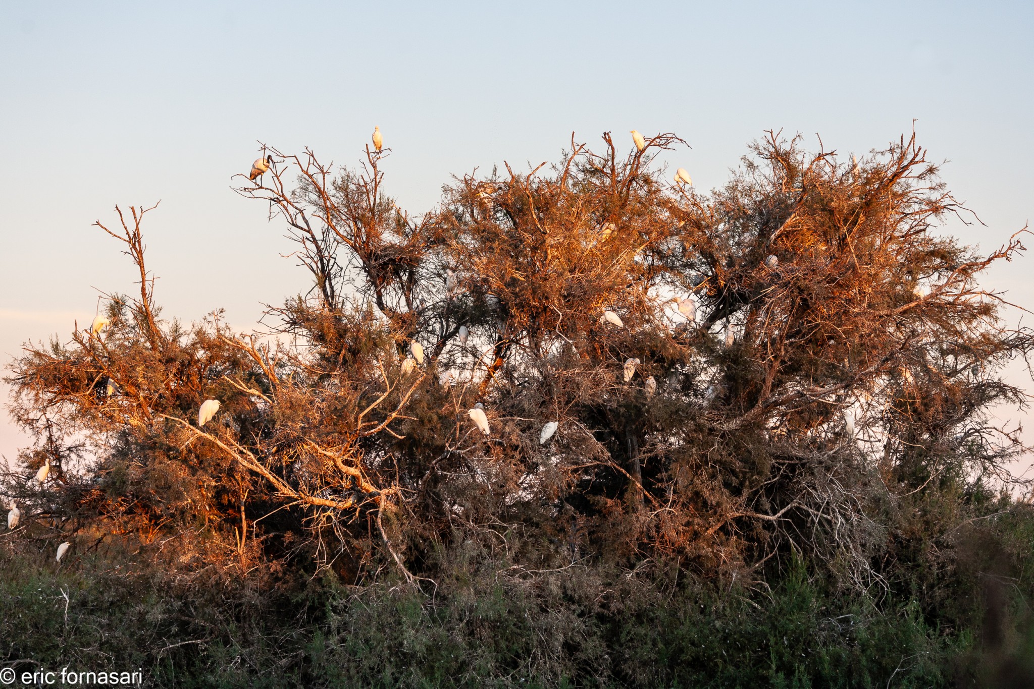 camargue--08-09-2011_226-1.jpg