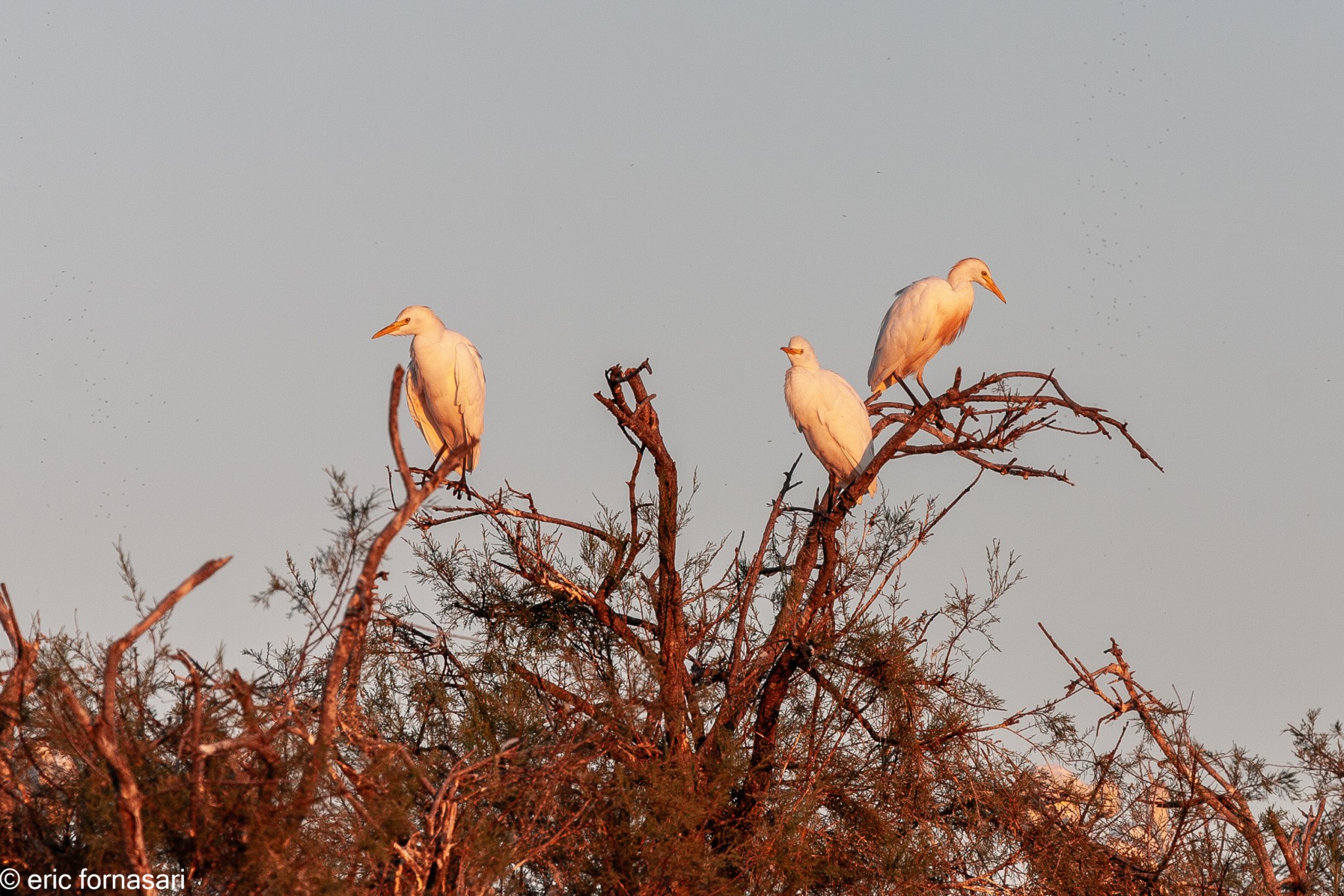 camargue--08-09-2011_234-1.jpg
