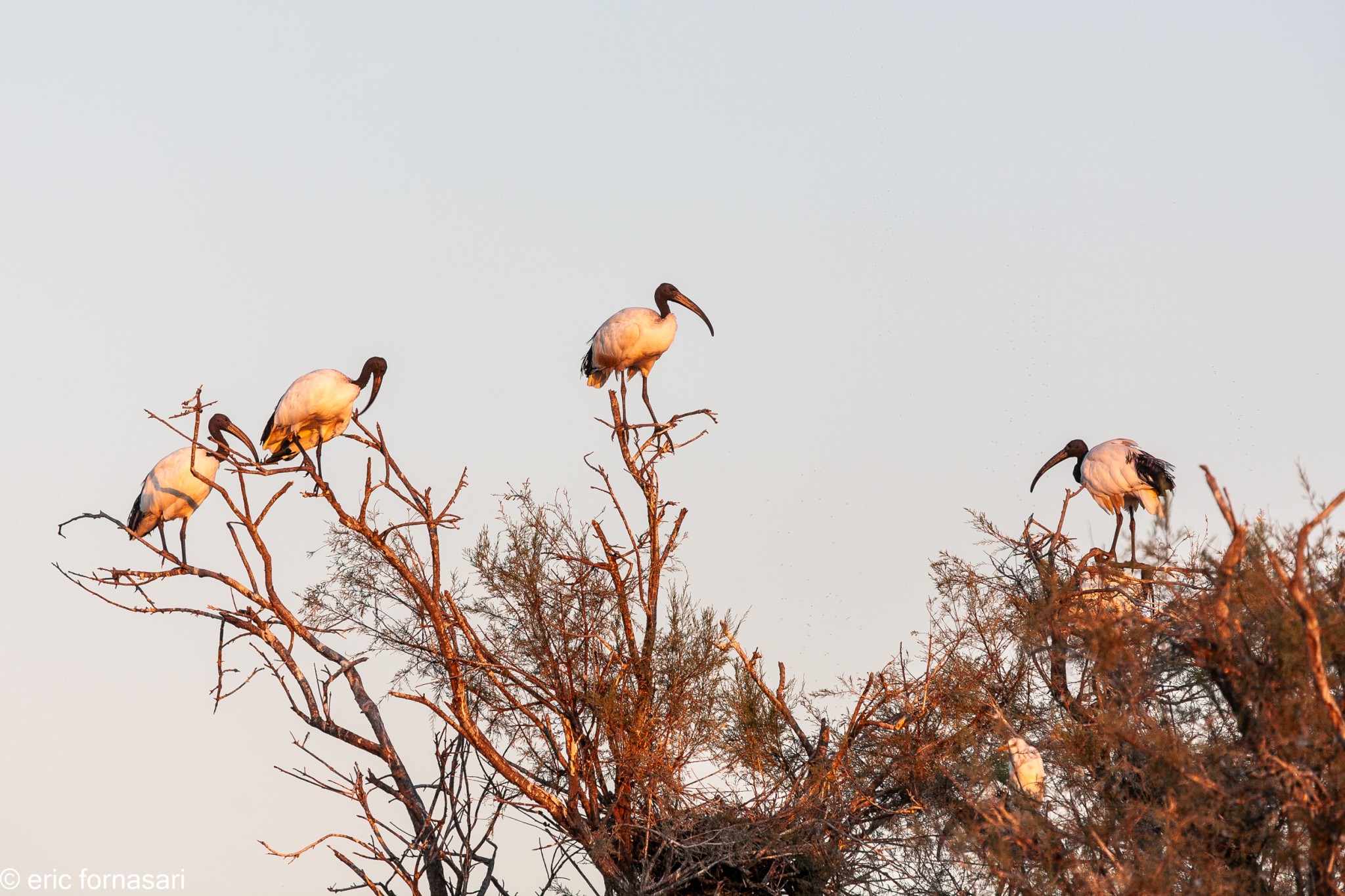 camargue--08-09-2011_249-1.jpg
