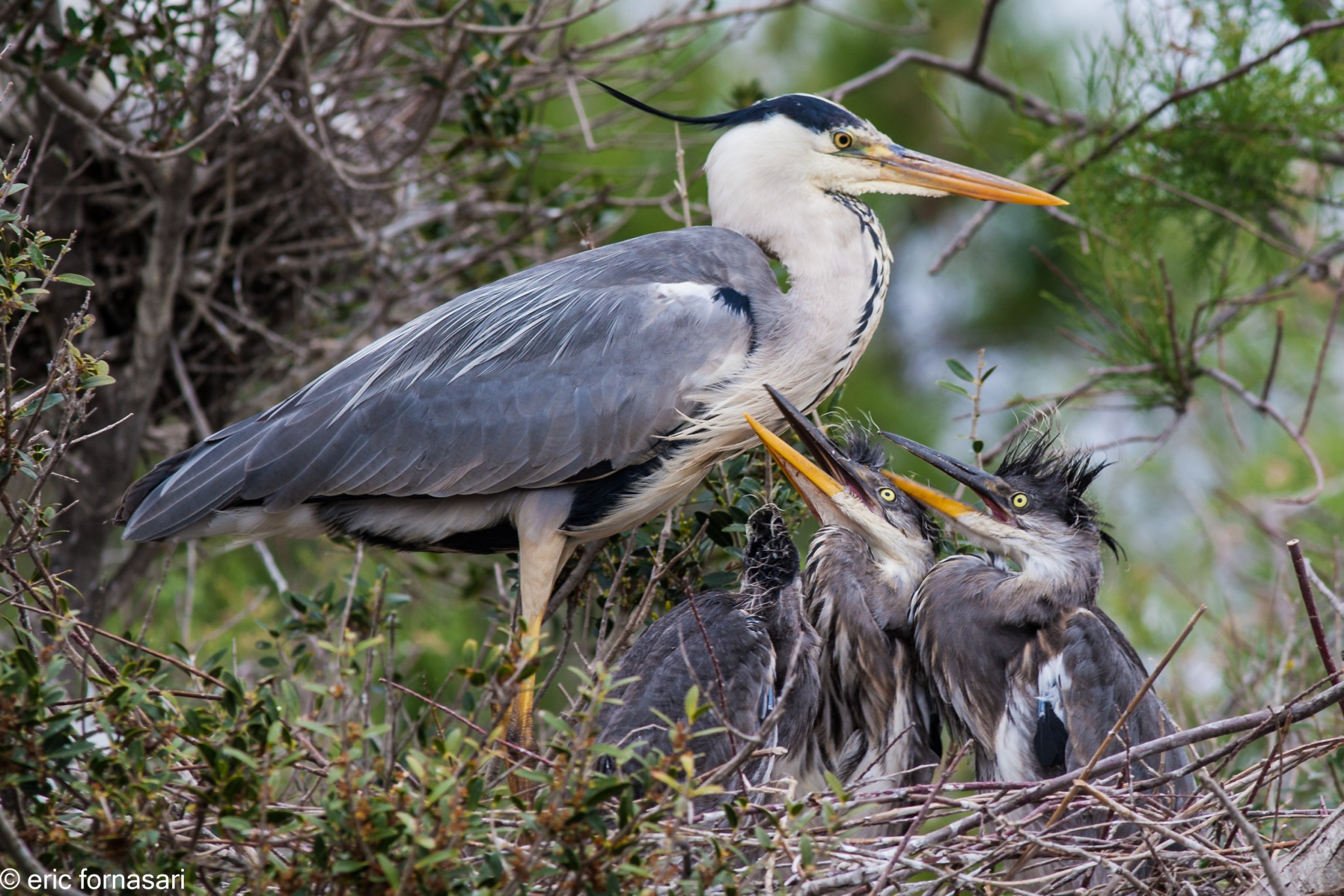camargue--2--2012-63-08-mai-2012-1.jpg