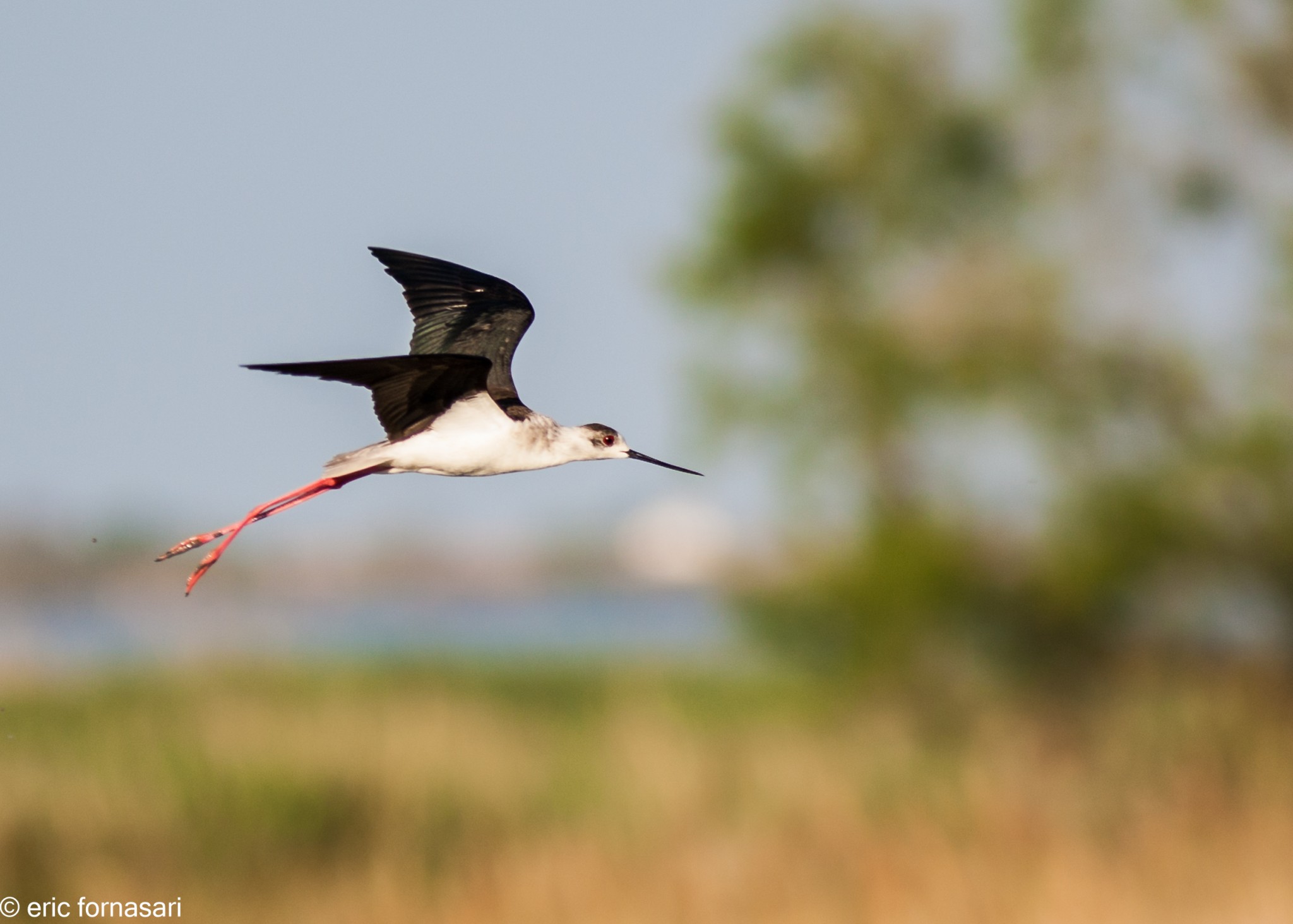 camargue--4--2012-10-09-mai-2012-1.jpg