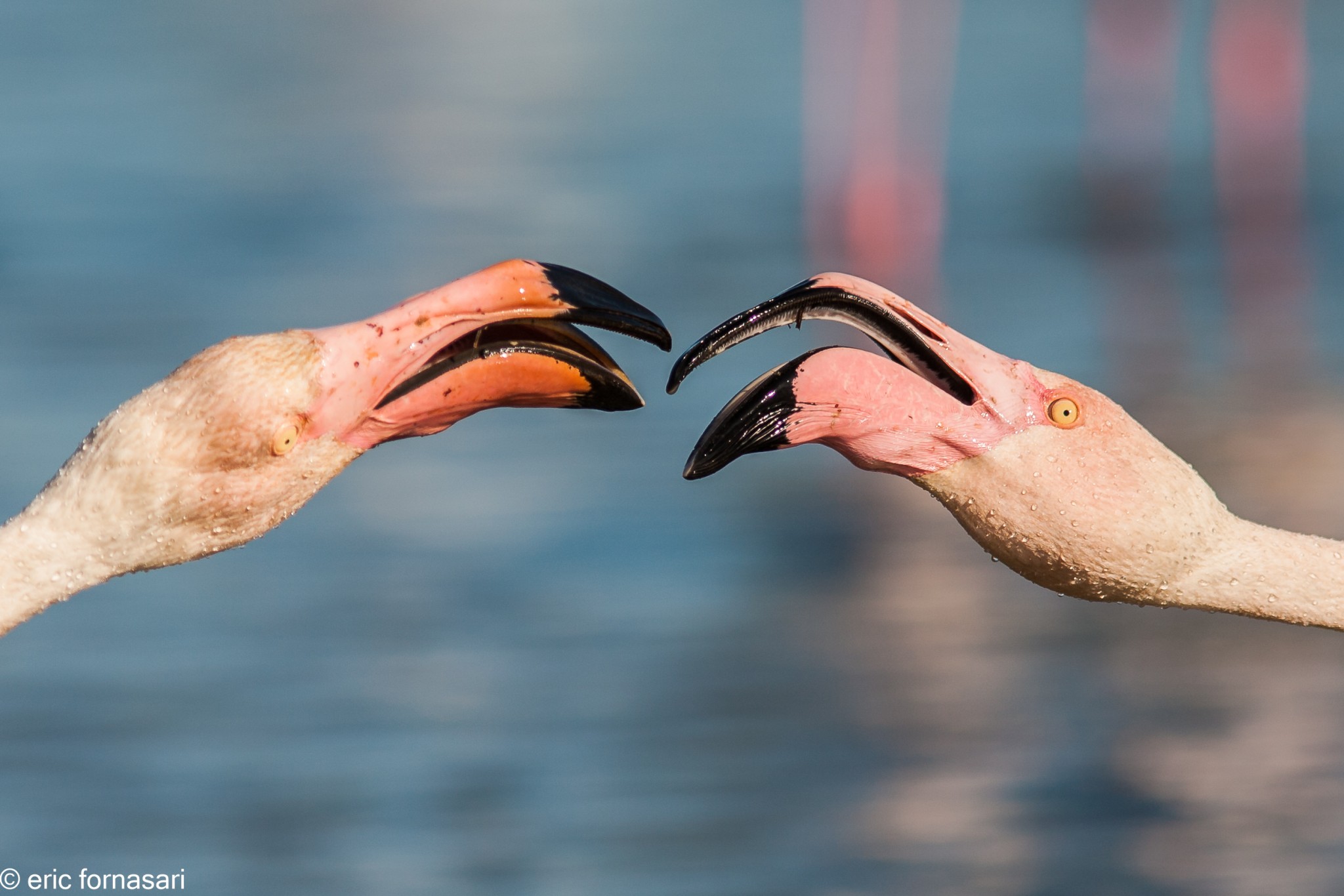 camargue--4--2012-26-11-mai-2012-1.jpg
