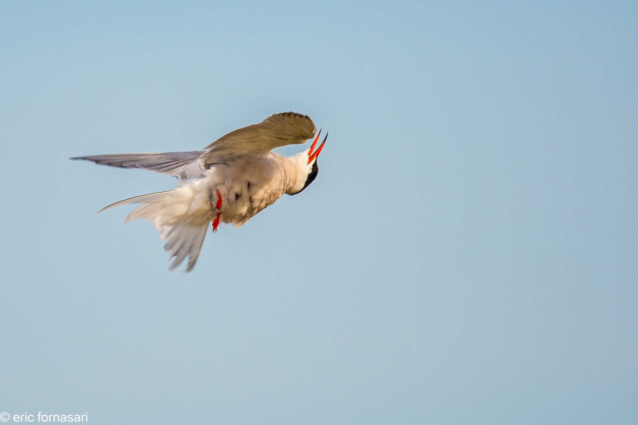 camargue-2012-81-10-mai-2012-1.jpg