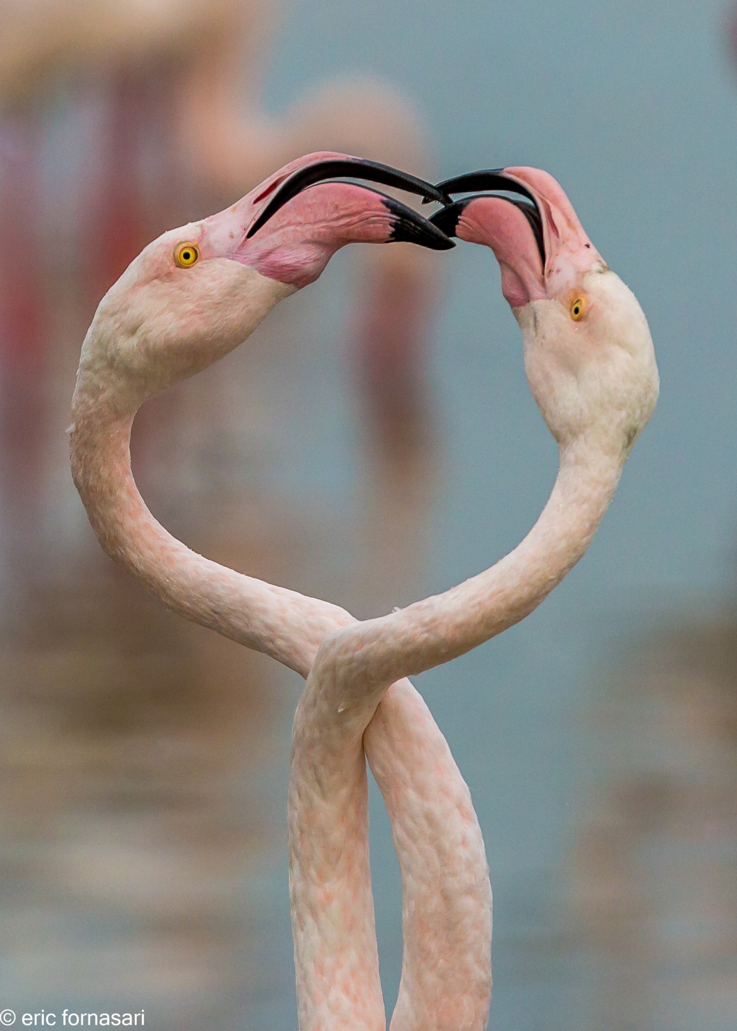 camargue-2015-24-octobre-2015-41-1.jpg