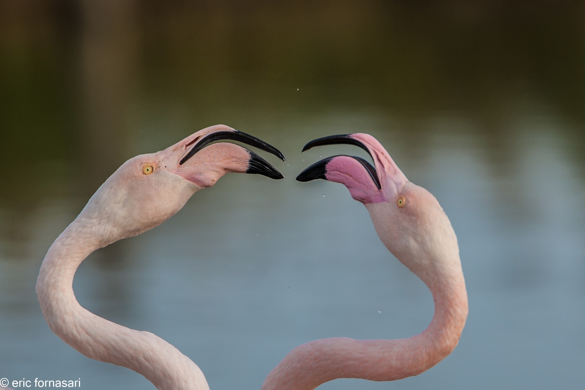 camargue-2015-25-octobre-2015-110-1.jpg
