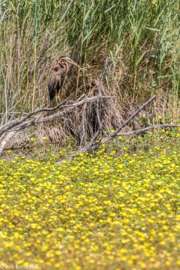 Camargue-2018-21-juin-2018-484-1.jpg