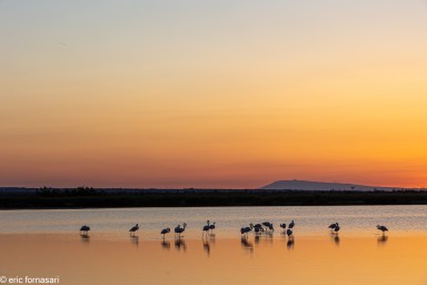 Flamants-roses-15-26-mai-2022-3.jpg