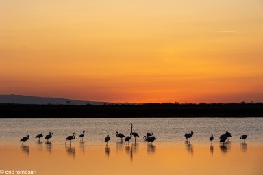 Flamants-roses-21-26-mai-2022-4.jpg