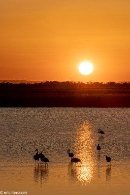 Flamants-roses-49-26-mai-2022-5.jpg