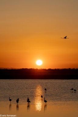 Flamants-roses-50-26-mai-2022-6.jpg