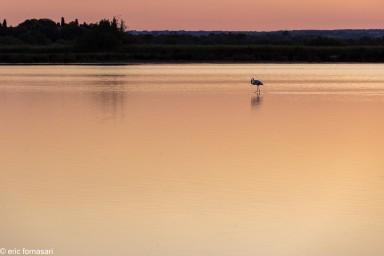 CAMARGUE