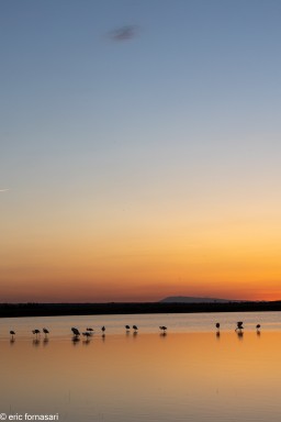 Flamants-roses-9-26-mai-2022-2.jpg