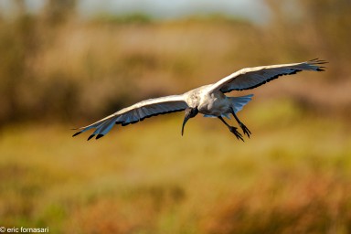 camargue--05-09-2011_100-1.jpg