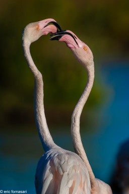 camargue--06-09-2011_155-1.jpg