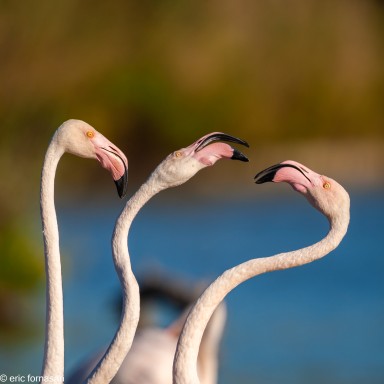 camargue--06-09-2011_91-1.jpg