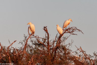 camargue--08-09-2011_234-1.jpg