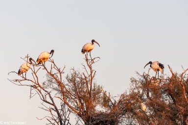 camargue--08-09-2011_249-1.jpg