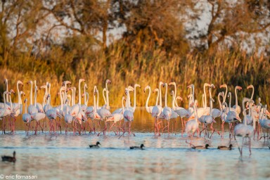 camargue--08-09-2011_751-1.jpg
