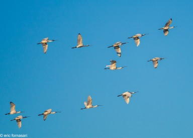 camargue--09-09-2011_345-1.jpg