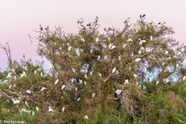 camargue--09-09-2011_487-1.jpg