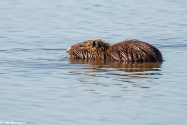 camargue--10-09-2011_145-1.jpg