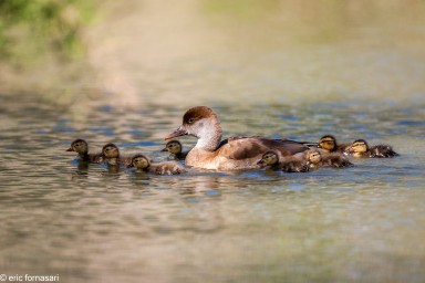 camargue-2012-07-07-mai-2012-1.jpg