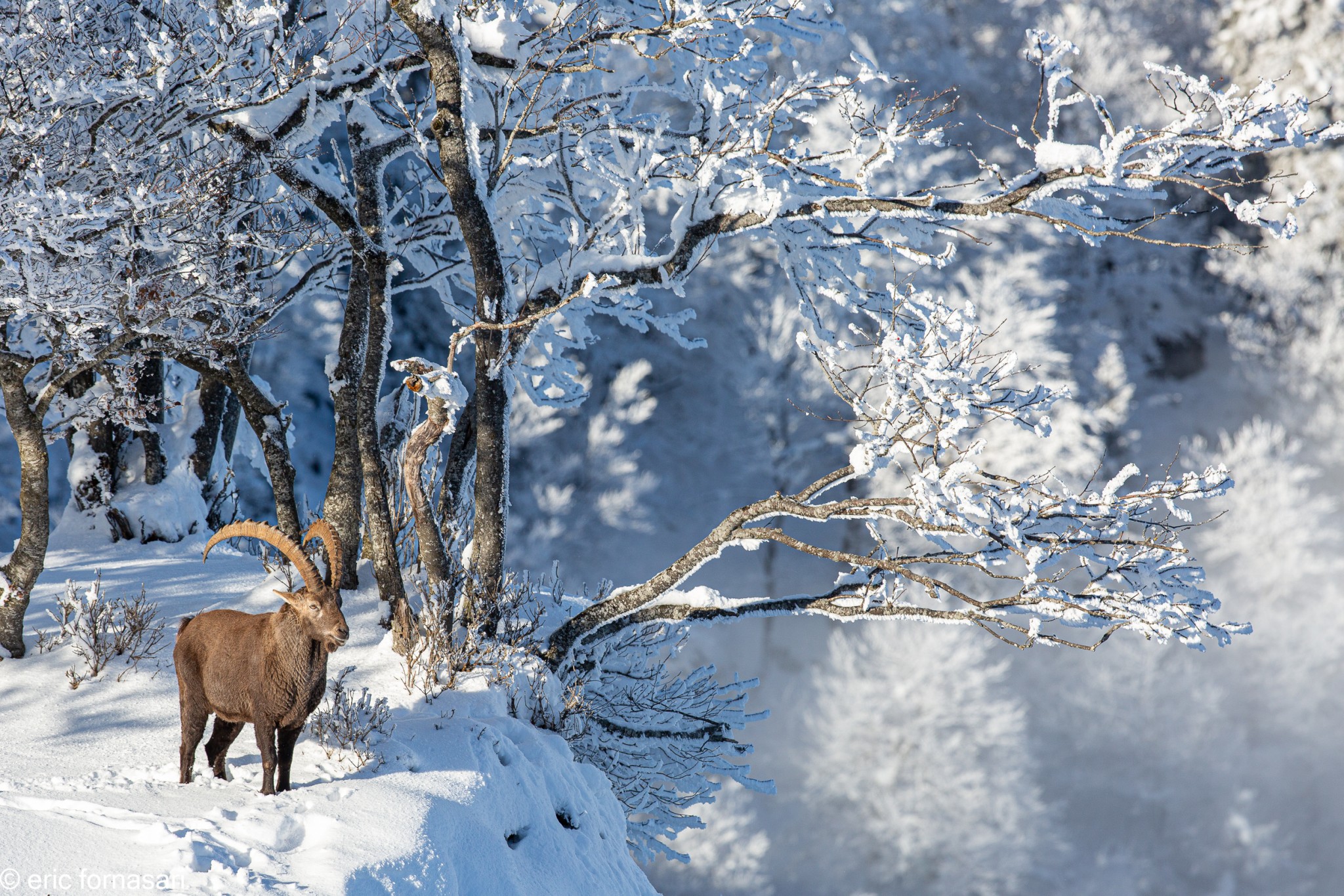 bouquetins-creux-du-van-3-10-décembre-2020-12.jpg