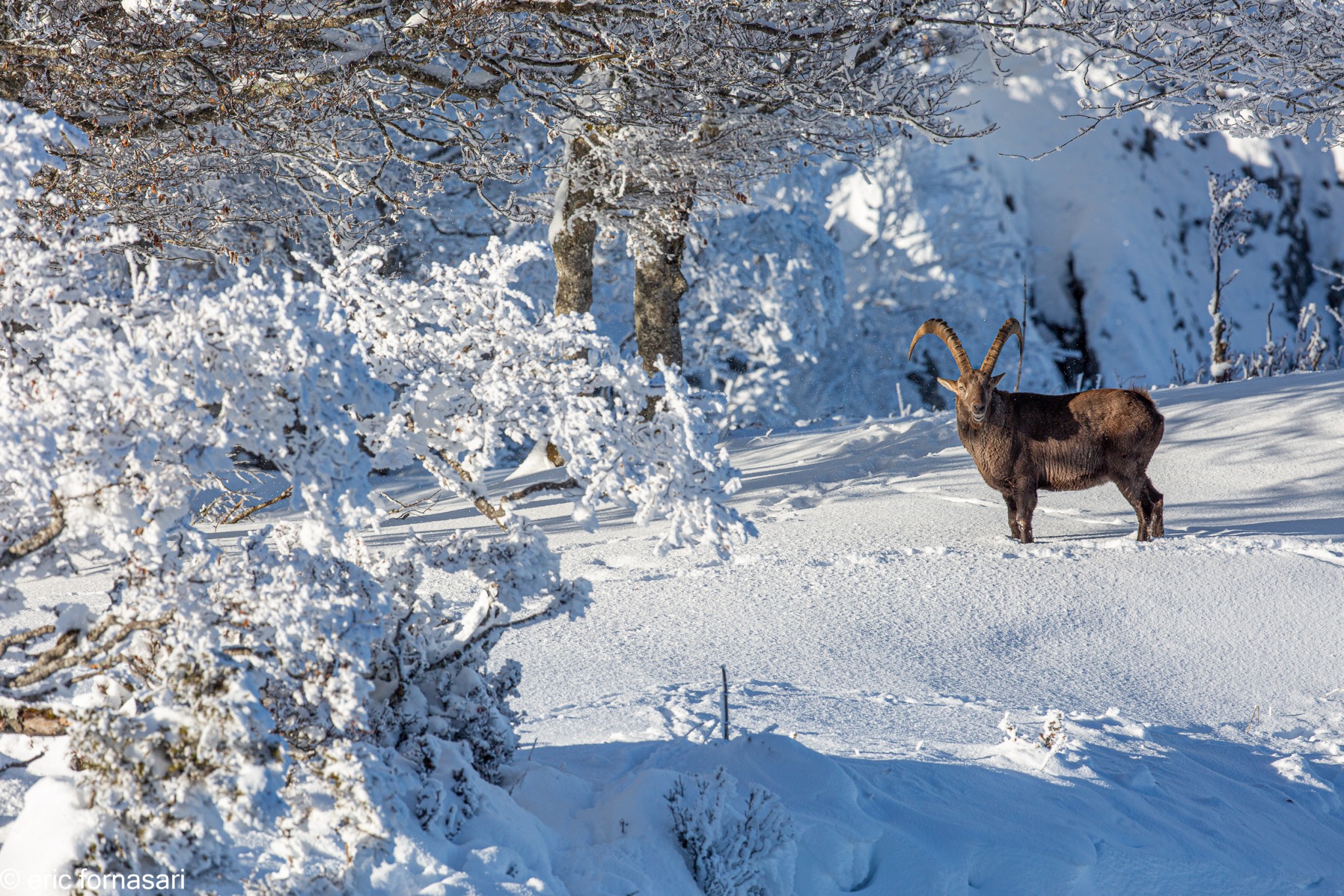 bouquetins-creux-du-van-56-10-décembre-2020-15.jpg