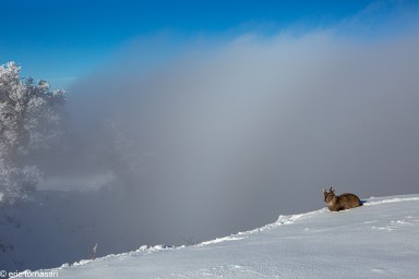 bouquetins-creux-du-van-12-10-décembre-2020-2.jpg