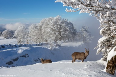 bouquetins-creux-du-van-14-10-décembre-2020-3.jpg
