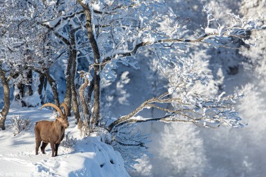 bouquetins-creux-du-van-3-10-décembre-2020-12.jpg