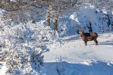 bouquetins-creux-du-van-56-10-décembre-2020-15.jpg