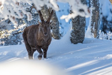 bouquetins-creux-du-van-57-10-décembre-2020-16.jpg