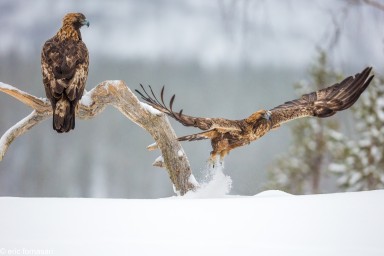 aigles-01-mars-2017-114-5.jpg