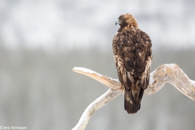 aigles-01-mars-2017-201-8.jpg