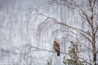 aigles-01-mars-2017-50-2.jpg