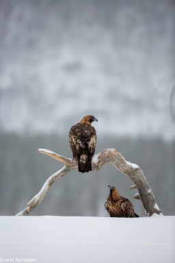 aigles-01-mars-2017-97-4.jpg