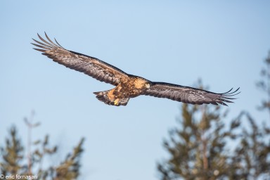 AIGLES