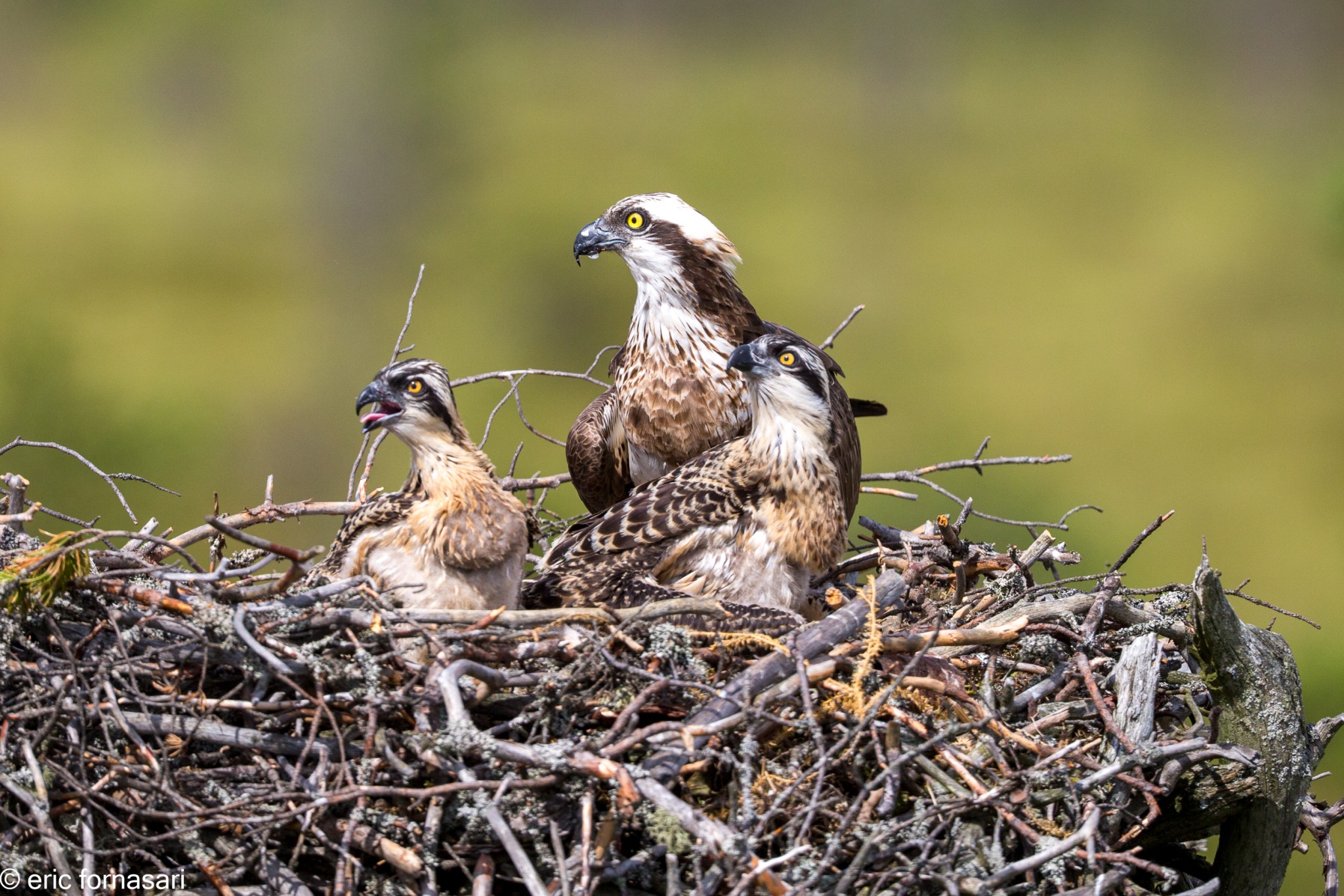 balbuzard-pecheur-15-juillet-2016-116-11.jpg
