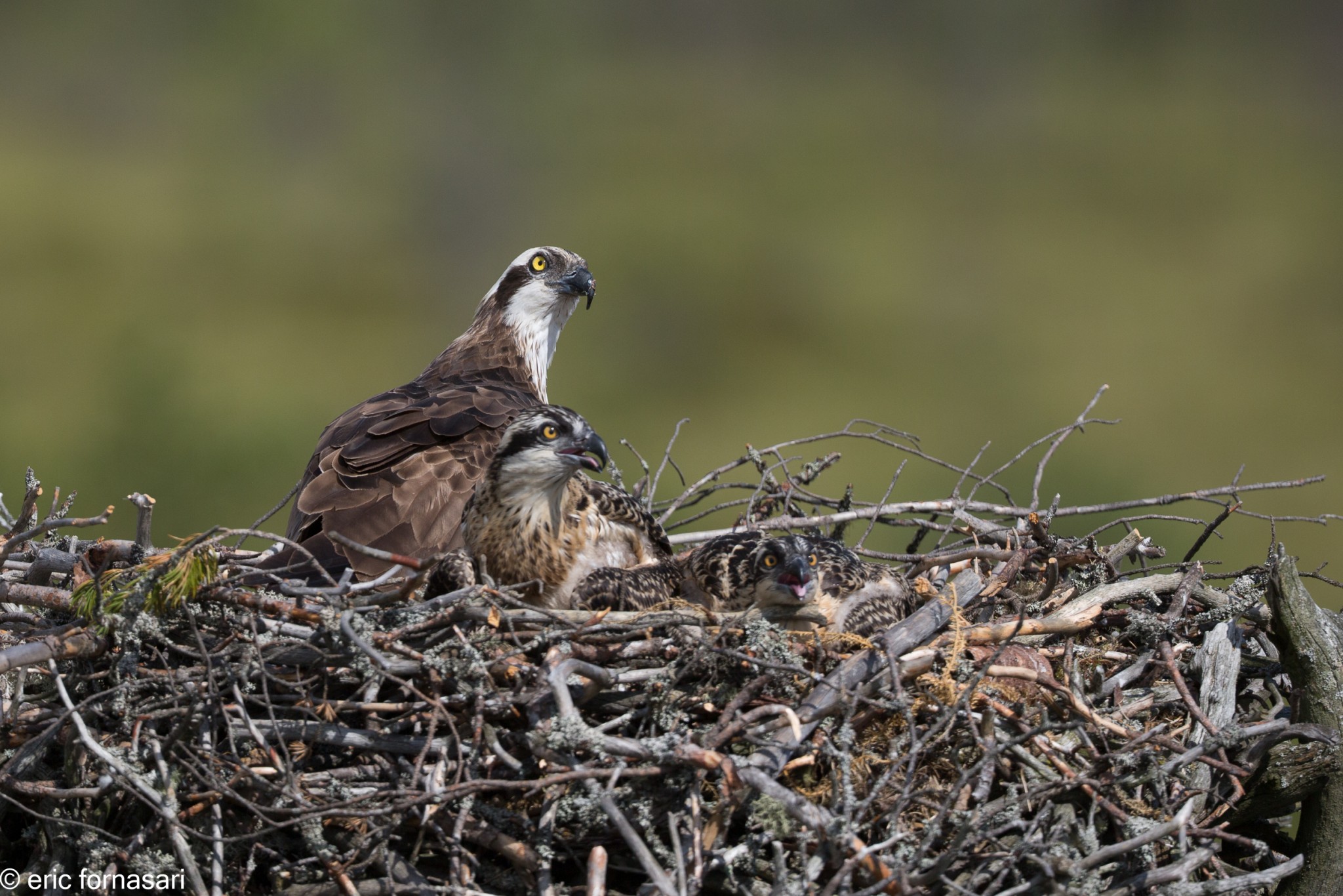 balbuzard-pecheur-15-juillet-2016-56-2.jpg